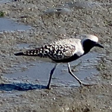 Black-bellied Plover